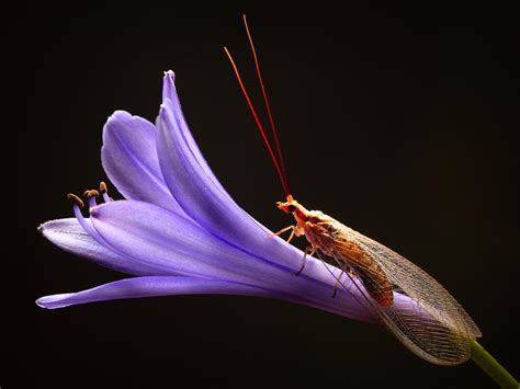 Lacewing Photograph By Jimmy Hoffman Fine Art America