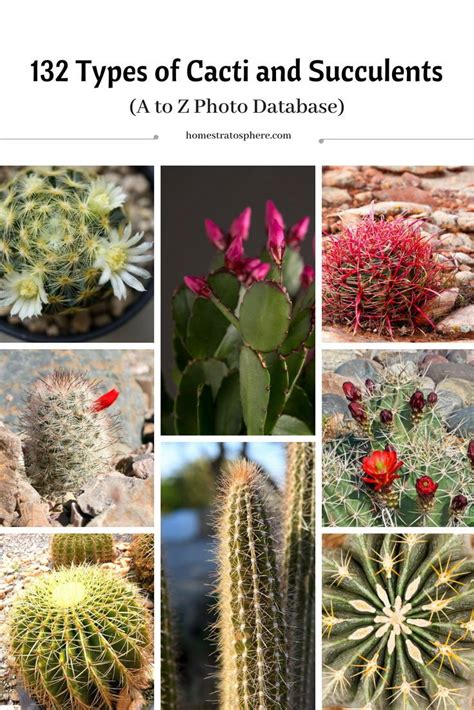 Twelve Different Types Of Cacti And Succulents In Various Pictures With