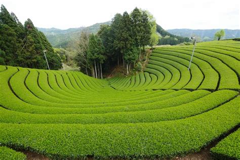4 Best Scenic Tea Plantations Healthy Matcha And Other Japanese Green