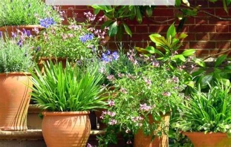 The Secrets To Successful Container Gardening Container Gardening