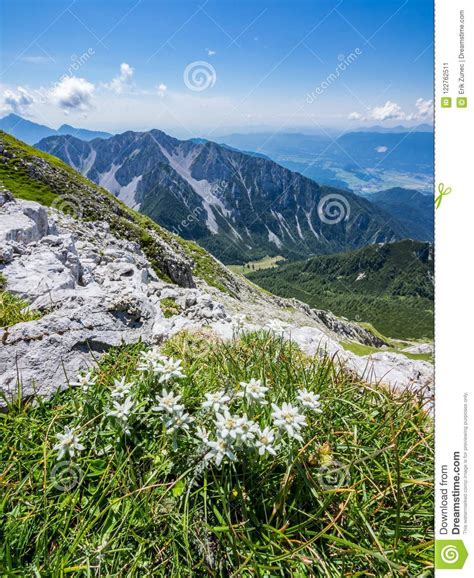 Edelweiss On The Meadow On Top Of The Mountain Royalty Free Stock Photo