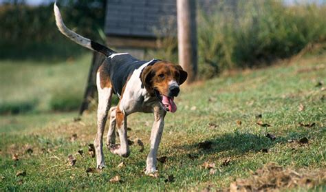 Treeing Walker Coonhound Dog Breed Information Vetstreet Vetstreet