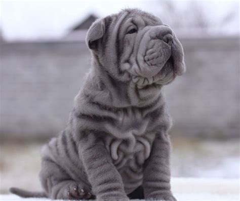 Blue Shar Pei Puppy Named Perry Wrinkle 9 Weeks Old From