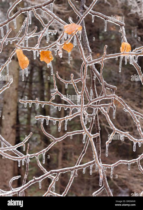Beautiful Ice Coated Tree Branches After An Ice Storm Stock Photo Alamy