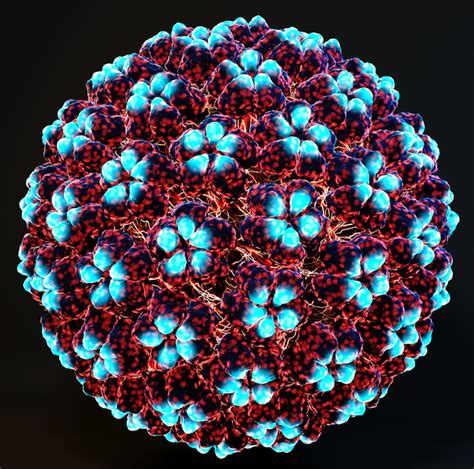 Core Concepts Human Papillomavirus Infection Self Study Lessons 2nd