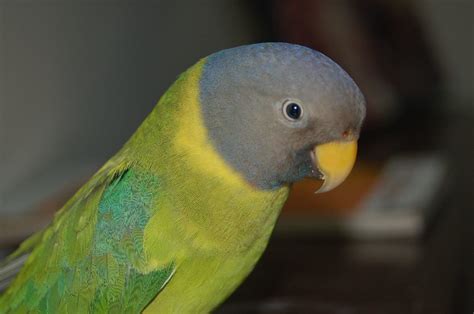 Plum Headed Parakeet A Widespread Resident In India Size Flickr