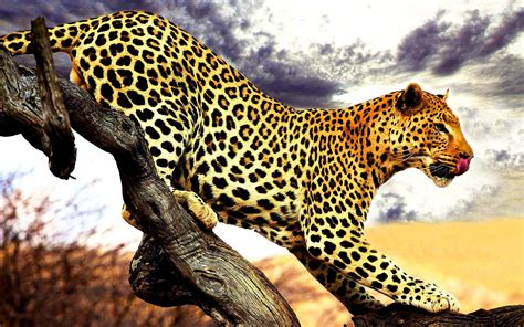 Leopard Animals Wallpapers Hd Desktop And Mobile Backgrounds