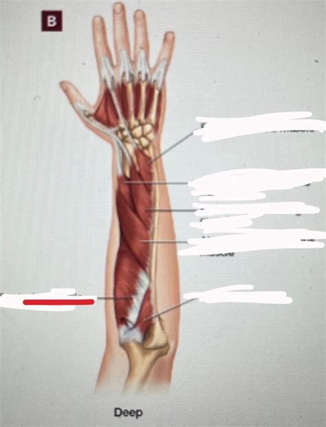 Lab 7 Deep Forearm Muscles Posterior View Diagram Quizlet