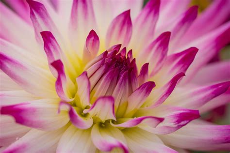 Pink And White Flower Plant Dahlia Hd Wallpaper Wallpaper Flare