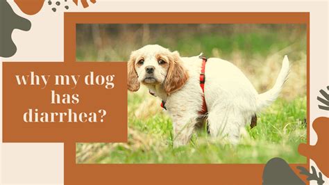 Why My Dog Has Diarrheadog Diarrhea Causes And Treatment Grooming Pets