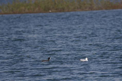 Coot And Black Headed Gull Migratory Birds At Pong Dam Flickr