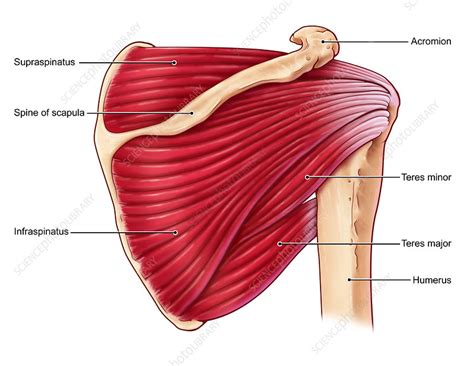 Shoulder Muscles Diagram Shoulder Canadian Orthopaedic Foundation
