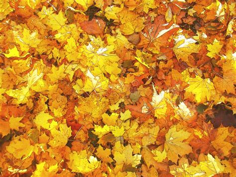 Background Of Bright Autumn Leaves Lying On The Ground Stock Photo