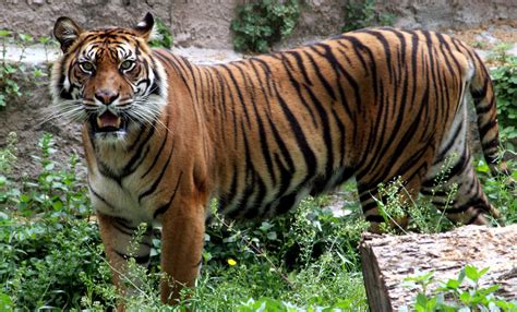 En 100 Años Desapareció 97 De Los Tigres En El Mundo
