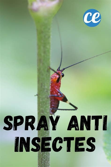 Naturel Et Non Toxique Le Spray Fait Maison Que Tous Les Insectes