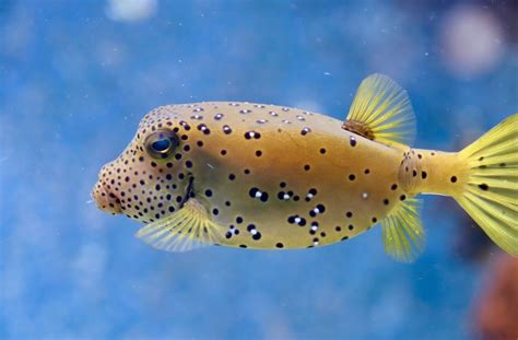 Top 10 Most Poisonous Fish In The World Sprintally