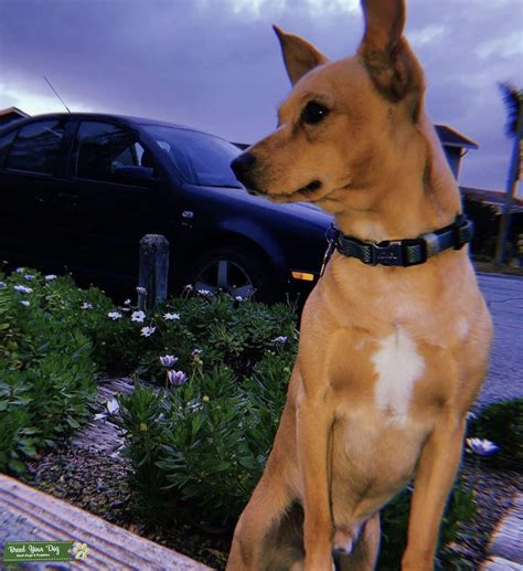 Stud Dog Male Basenji Mix Looking To Breed Breed Your Dog