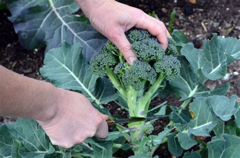 Growing Broccoli Garden Gardening Soul