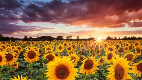 Sunflowers Field During Sunset Under Black Clouds Blue Sky Hd Sunflower