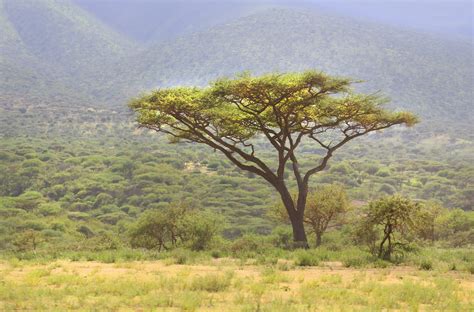 Acacia Tree Serengeti National Park Tanzania East