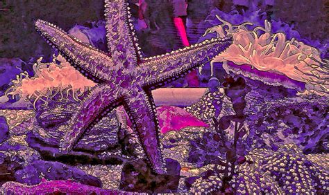 Purple Starfish Free Stock Photo Public Domain Pictures