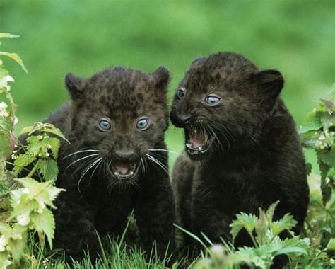 30 Cute Animal Cubs