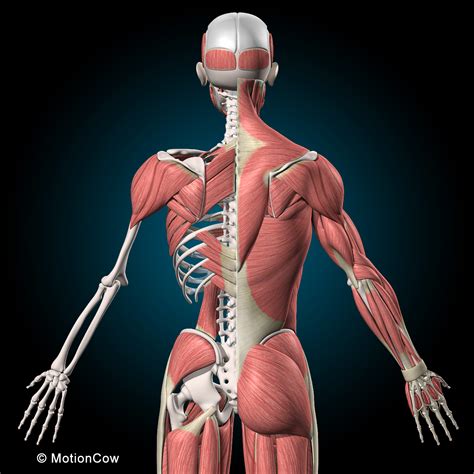 Muscles & Skeleton (Rigged) – MotionCow