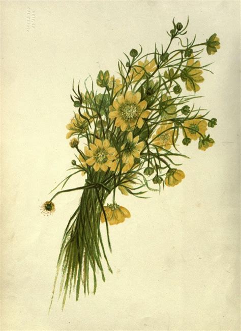 Free Vintage Wildflower Illustrations From The Pacific Coast