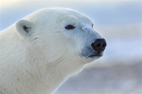 Polar Bear Portrait Smithsonian Photo Contest Smithsonian Magazine