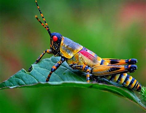 10 Impresionantes Macro Fotografias De Insectos Quiero Más Diseño