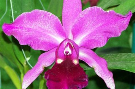 Se Cumplen 65 Años De La Declaración De La Orquídea Como Flor Nacional