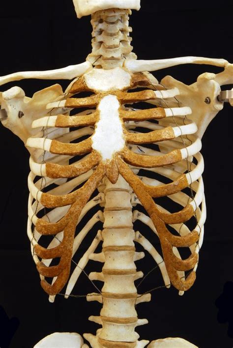 The sternum, commonly known as the breastbone, is a long, narrow flat bone that serves as the keystone of the rib cage and stabilizes the thoracic skeleton. Sternum and Ribs - HUMAN ANATOMY WEB SITE | Body bones ...