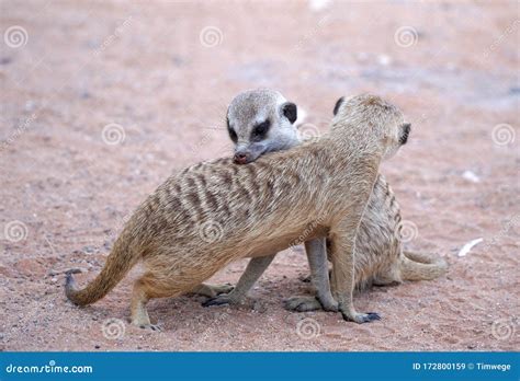 Cute Meerkat In South African Park In Kalahari Desert Stock Image