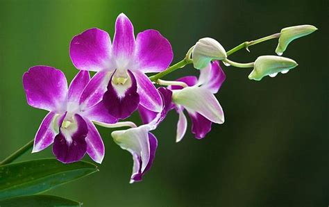 Different Types Of Orchids With Names Orchid Flowers