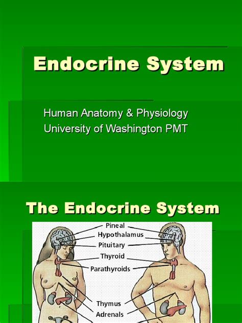 Endocrine Systemppt Adrenal Gland Hormone