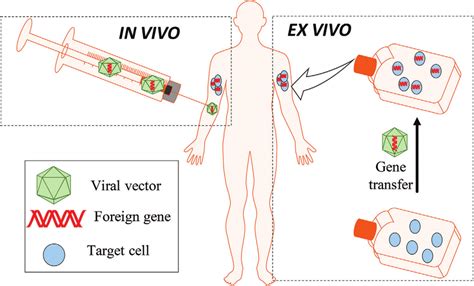 Diagram Of In Vivo And Ex Vivo Gene Therapy In Vivo Gene Therapy