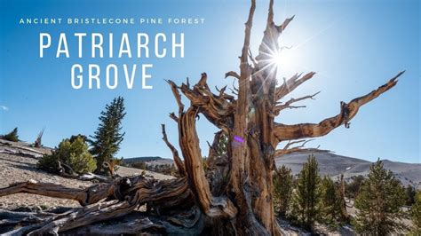 Patriarch Grove In The Ancient Bristlecone Pine Forest Off Highway 395