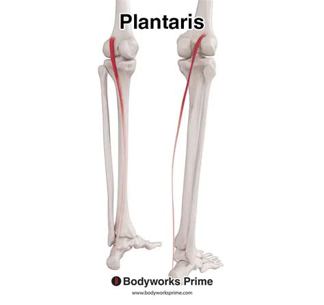 Plantaris Muscle Anatomy Bodyworks Prime