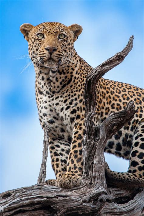 Magicalnaturetour Leopard Sky By Rudi Hulshof On Nature