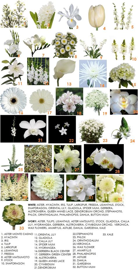 10 White Flowers Images With Names Top Collection Of Different Types