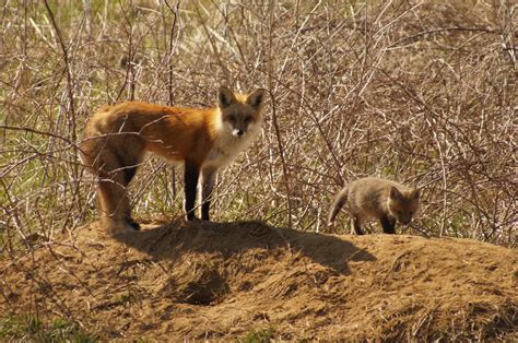 Connecticut Audubon Society Red Fox Season