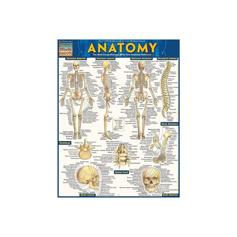 Barcharts Inc Quickstudy Anatomy Advanced Reference Set 9781423230403