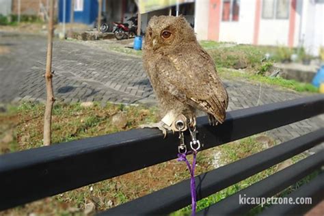 Makanan utama celepuk jawa (otus angelinae) adalah serangga. Suara Burung Celepuk Jawa / Suara Burung Kenari Super ...