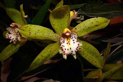 HOA PHONG LAN VIỆT VIETNAM ORCHIRDS About Cymbidium Orchids Only Cymbidium orchids Orchids