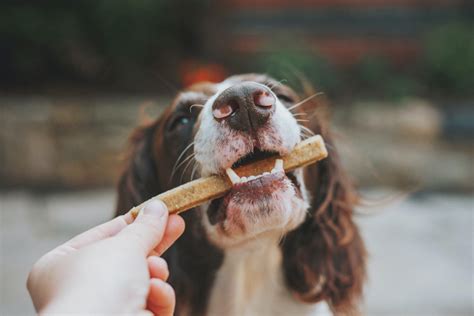 Guide To Giving Pet Treats — The Right Way Petprofessional