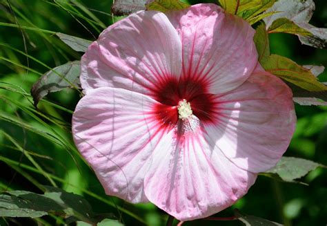 How To Grow Hardy Hibiscus Plants Blog Growjoy