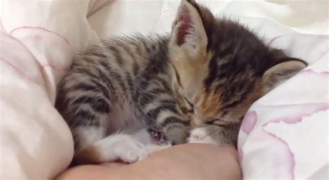 Cute Kittens Will Melt Your Heart Video Boomsbeat
