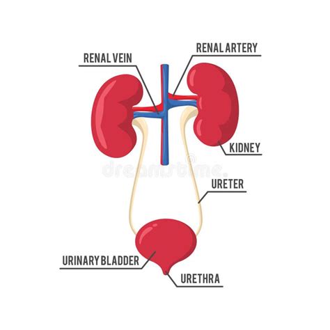 Kidney Human Body Parts Illustration Stock Vector Illustration Of