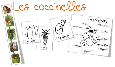 Coccinelle Cp Enter The Online Store The Coccinelle Site Uses Hot