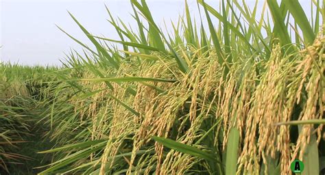 The two major rice growing areas are muda agriculture development authority (mada) and kemubu agriculture development authority (kada). Thailand to mechanise Uganda's rice production | African ...